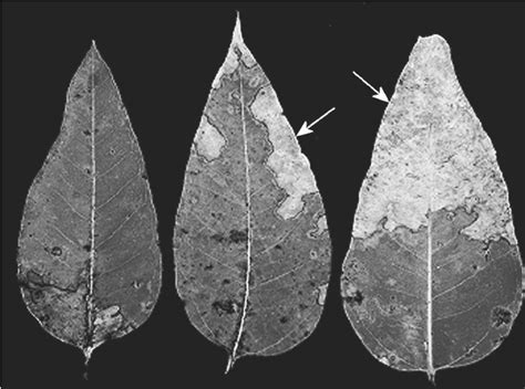 Leaf Spot Symptoms Indicated With Arrows At Different Stages Of Download Scientific Diagram