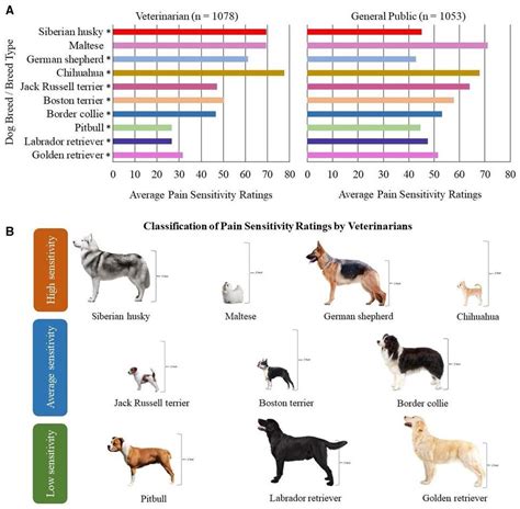 A dog's breed can affect pain sensitivity, but not necessarily the way ...