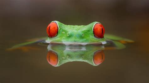 Colourful Tree Frog Img Foxglove