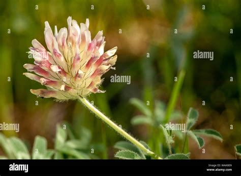 Trifolium Macrocephalum Fotos Und Bildmaterial In Hoher Aufl Sung Alamy