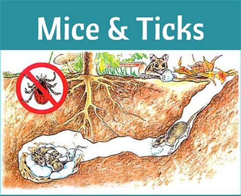 Tick Prevention Tips & Products for Your Safety - Northeast Nursery