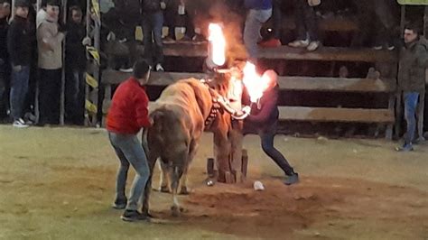 Bous A Castellnovo 2023 PT MIL DUROS 2 TOROS EMBOLADOS YouTube