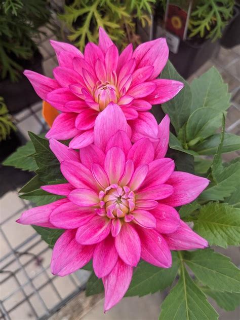 Dahlia Dahlinova Hypnotica Electric Pink In The Dahlias Database