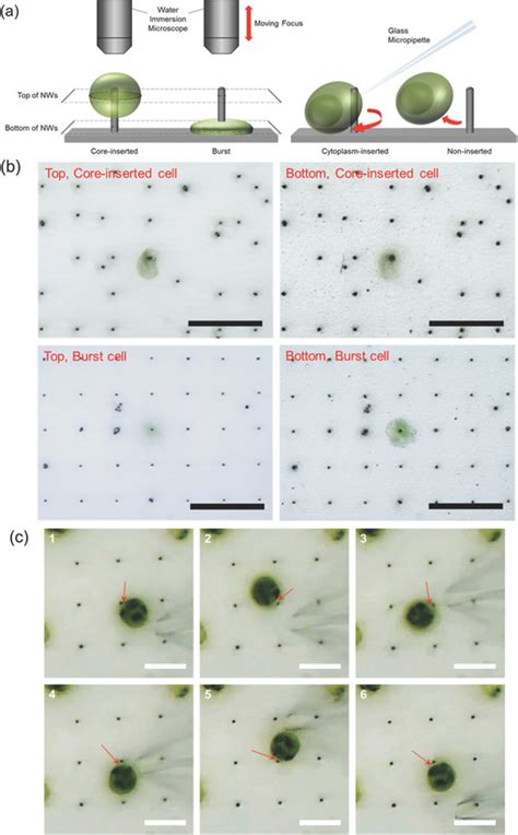 Schematic Illustrations Of Fixation Types Of Cells Printed On The Nw