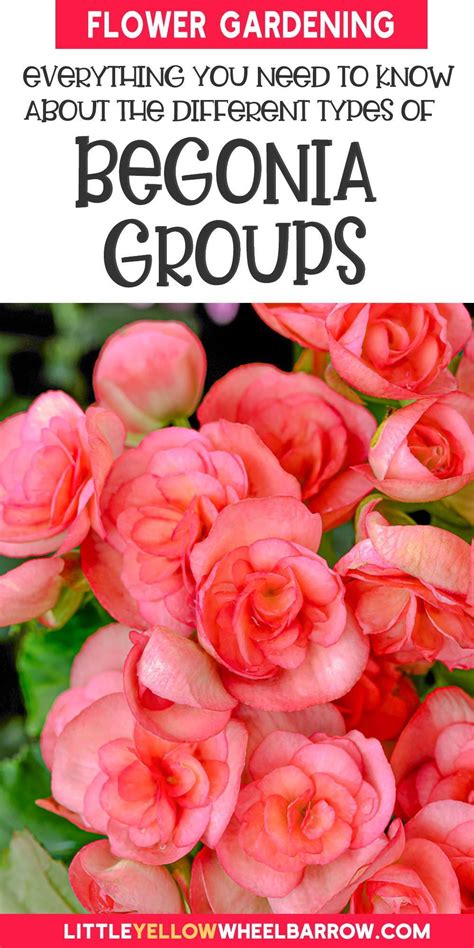 Types of begonias discover the diversity of begonia flowers – Artofit