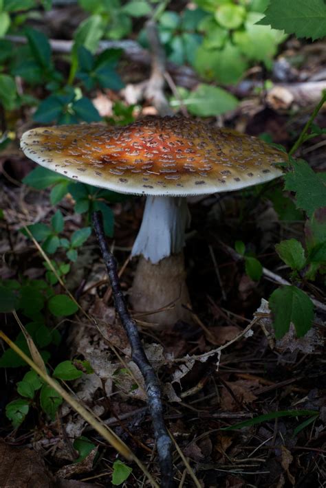 229 best Fly Agaric images on Pholder | Mycology, Mushrooms and Shrooms