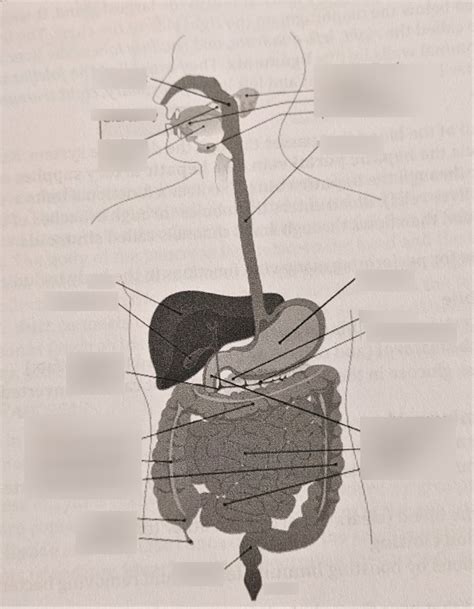 gastrointestial system image diagram quizlet