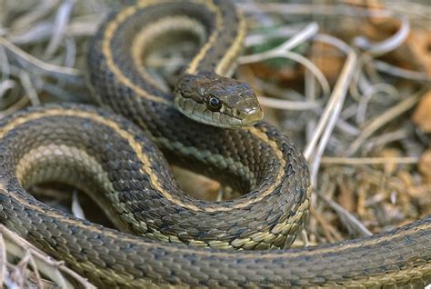 Western Terrestrial Garter Snake Highly Versatile Predator