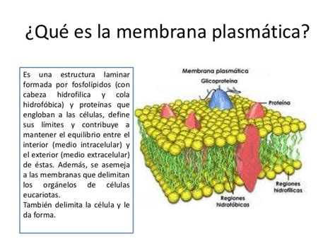 Membrana Celular Y Plasmatica Es Lo Mismo Dinami