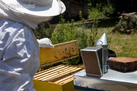 Beekeeper In Protective Wears Inspecting Bee Hive Frame In Apiary On