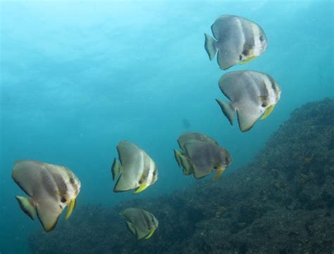 Batfish - Marine Life - South Africa