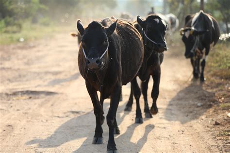 Vache Bovins Taureau Photo Gratuite Sur Pixabay Pixabay