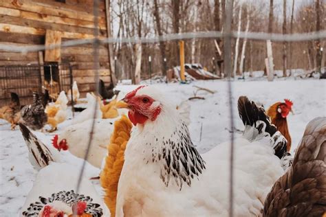 Poule En Hiver Comment Les Prot Ger Du Froid Et Du Gel