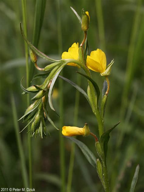 Oenothera Perennis Small Sundrops Minnesota Wildflowers