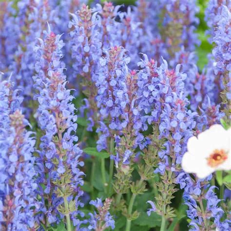 Salvia X Sylvestris Blue Hill Blauhugel Sage