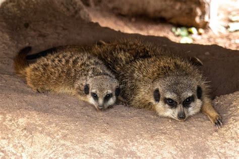 Meerkat Suricata Suricatta Sitting On A Stone And Looking Into The