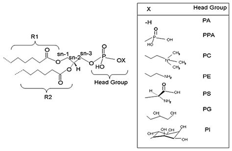 Ijms Free Full Text Emerging Role Of Phospholipids And