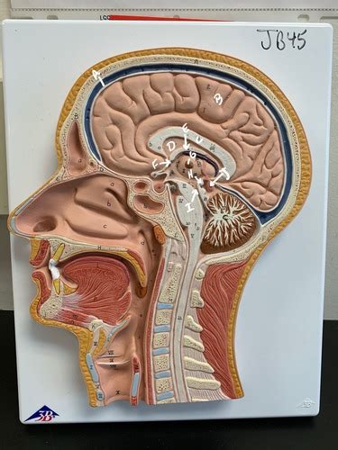 Sagittal Head Model Flashcards Quizlet