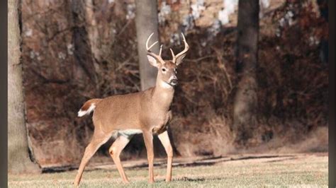 Dnr Reminds Hunters To Test Deer For Cwd Before Eating Venison