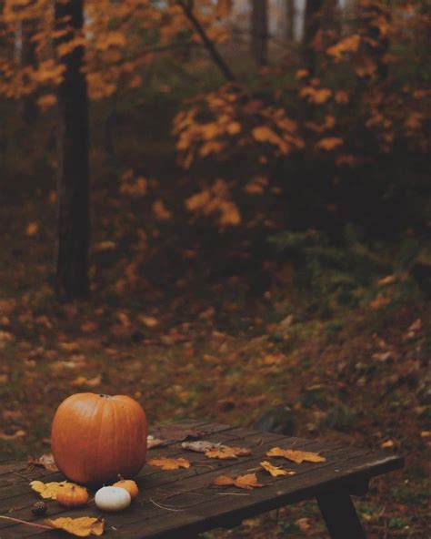 an orange pumpkin sitting on top of a wooden bench in the woods next to fallen leaves