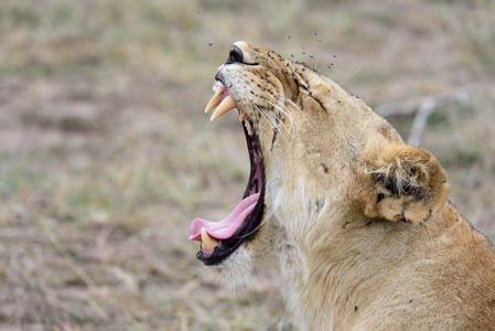 9 Days Serengeti Wildebeest Calving Season Photography Safari - Bovid ...