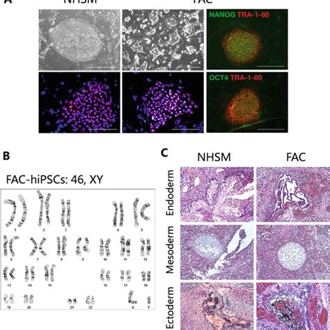 Generation And Characterization Of NHSM And FAC HiPSCs A Left Panel