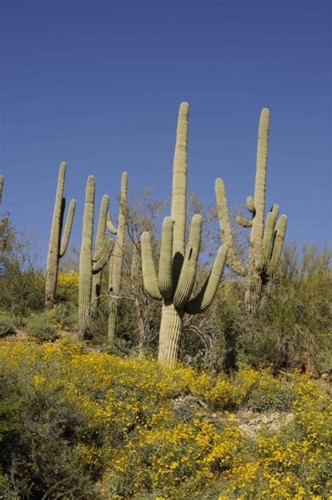 Free picture: small, cactus, flowers, macro, picture