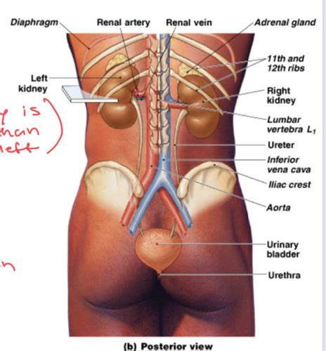 Urinary System Chapter Lectures Flashcards Quizlet