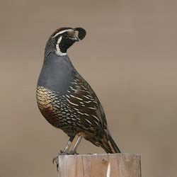 New World quail - Alchetron, The Free Social Encyclopedia