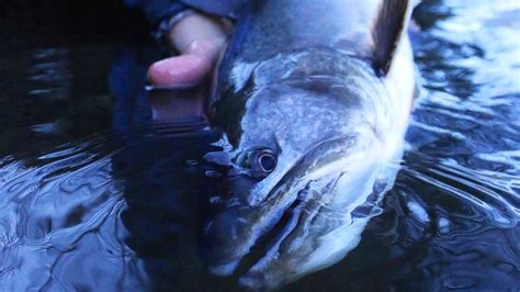 Catching Fish That Eat Salmon Eggs Youtube