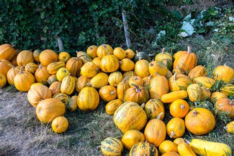 Cosecha De La Calabaza En El Campo 3 Foto De Archivo Imagen De