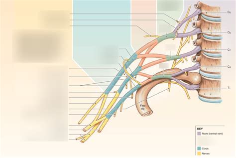 Ephe Lab The Brachial Nerve Plexus Diagram Quizlet