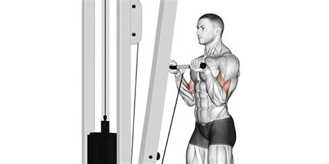 Reverse Cable Curl to Build and Strengthen Your Biceps | A Lean Life