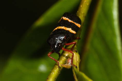 Mahanarva integra from Santo Antônio da Patrulha RS Brazil on