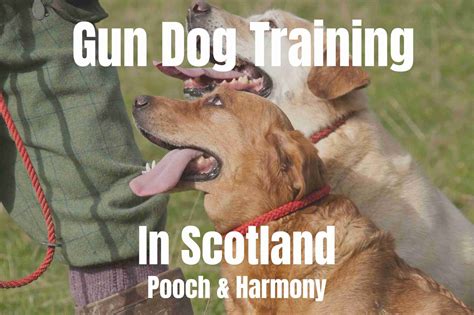 Gun Dog Training In Scotland Pooch And Harmony