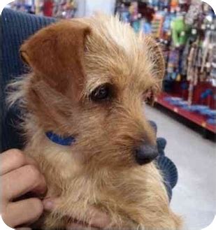 Scruffy | Adopted Dog | Los Angeles, CA | Wirehaired Fox Terrier ...