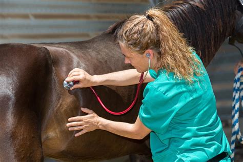 7 Must Know Horse Colic Prevention Tips Arenus Animal Health Canada