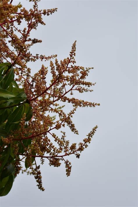 Flowers on a Julie Mango Tree Stock Photo - Image of blossom, flowering ...