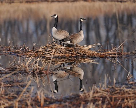 45 best Michigan Wildlife images on Pinterest | Wildlife, Michigan and ...