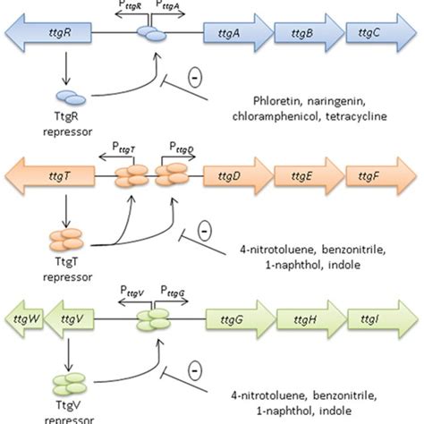 Efflux Pumps Families A Schematic Representation Of The Efflux Pumps Download Scientific