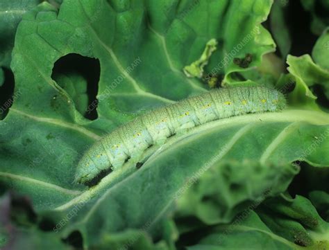 White Butterfly Caterpillar Poisoned - Stock Image - C027/3062 ...