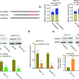 Hmga Is A Target Of Mir P A Predicted Binding Site Between