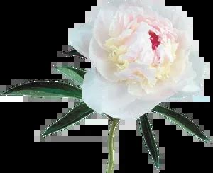 Pink Peony Flower Transparent Background Pngpix