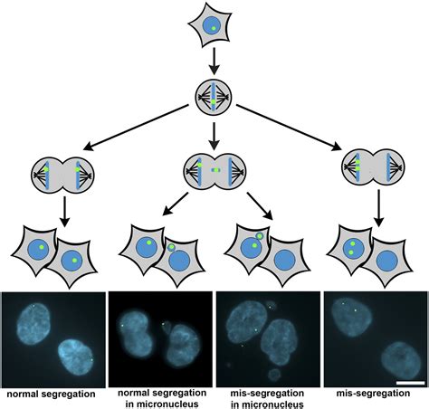 Chromosome Missegregation In Human Cells Arises Through Specific Types