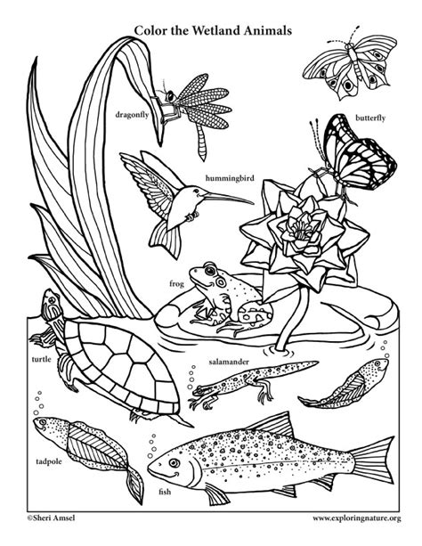 Smiling Wetland Animals Coloring Page