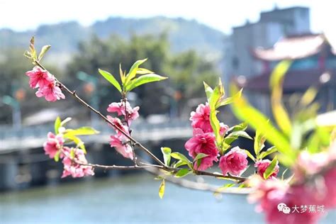 一起去“蕉”游 花开枝头春意浓 又到赏花好时节 大梦蕉城