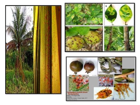 PHYTOPHAGOUS MITES AND BENEFICIAL MITES OF AGROECOSYSTEM.pptx