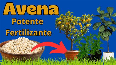 cómo hacer un fertilizante de avena para las plantas YouTube