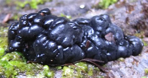 Black Fungus On Dead Oak Branch Project Noah