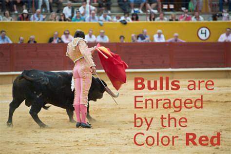 Are Bulls Enraged By The Color Red Don T Believe That